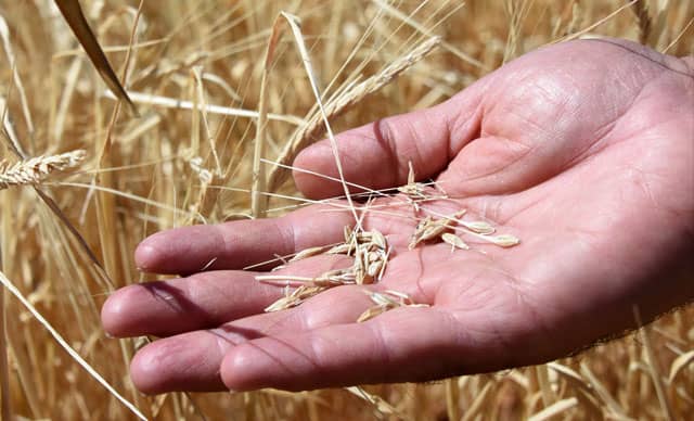 تولید ۴۲۰۰۰ تن بذر اصلاح شده در اردبیل/۵۴ شرکت دانش‌بنیان فعال هستند
