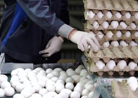 تخم‌مرغ جایگزین گوشت شد / قیمت هر شانه تخم مرغ ۴۶ هزار تومان