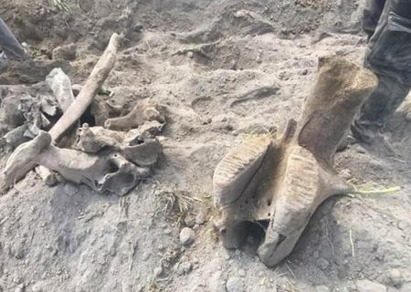 کشف عاج فیل با قدمت ۱۷ میلیون سال در ترکیه