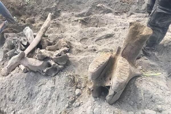 کشف عاج فیل با قدمت ۱۷ میلیون سال در ترکیه