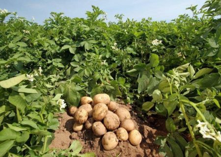 برداشت بیش از ۱۰۰ هزار تن سیب زمینی  از مزارع شهرستان سراب