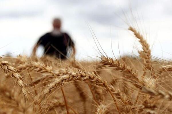 پیش‌بینی خرید ۱۲ هزار تن گندم در مرند