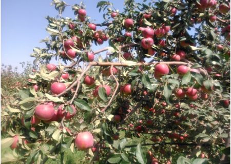 اهر قطب تولید سیب قره قرمز در کشور