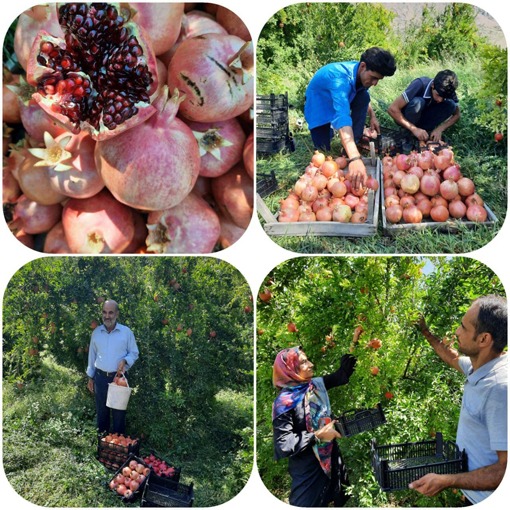 تولید ۸۲ درصد انار آذربایجان شرقی در جلفا/ استفاده از محصولات باغی در برندینگ ارس