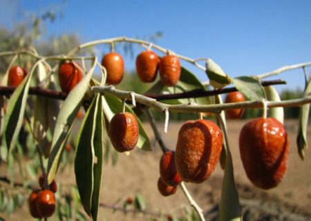 ۱۳۷۱ تن محصول سنجد از باغات آذربایجان شرقی برداشت می‌شود