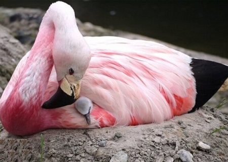 تغییر الگوی مهاجرت فلامینگوها به دلیل خشکی دریاچه ارومیه