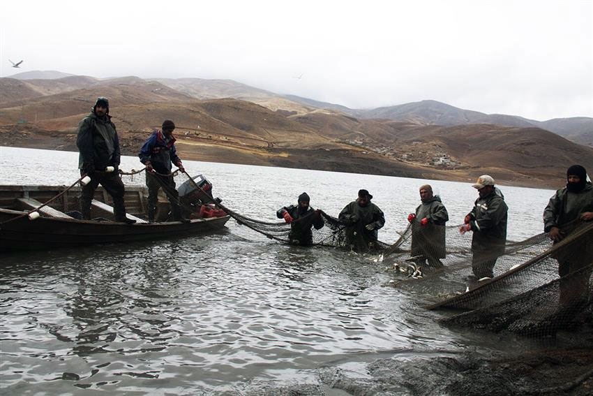 سالانه ۱۰ میلیون قطعه ماهی گرم‌آبی در آذربایجان‌غربی تکثیر می‌شود