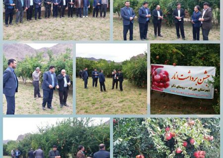 برداشت بیش از ۷۰۰۰ تن محصول انار از باغات  استان آذربایجان شرقی