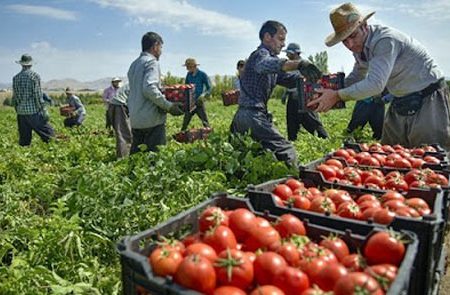تولید سالیانه ۱۷۳ هزار تن محصول گوجه فرنگی در استان آذربایجان شرقی