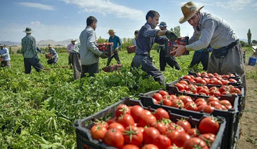 تولید سالیانه ۱۷۳ هزار تن محصول گوجه فرنگی در استان آذربایجان شرقی