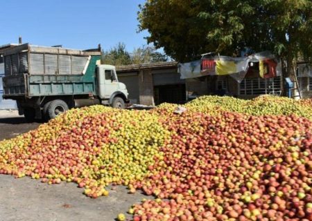 دلالان نقش اول معضل سیب صنعتی آذربایجان‌ غربی
