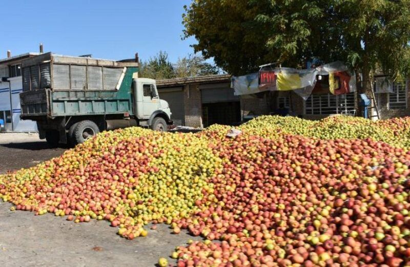 دلالان نقش اول معضل سیب صنعتی آذربایجان‌ غربی