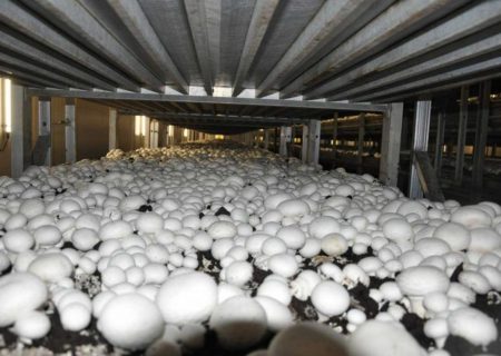 ۴۶ درصد قارچ خوراکی آذربایجان‌شرقی در تبریز تولید می‌شود