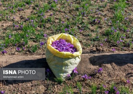 زعفران بناب‌مرند گمنام در ایران/ هزینه‌های بالای تامین نهاده‌ها گریبانگیر زعفرانکاران