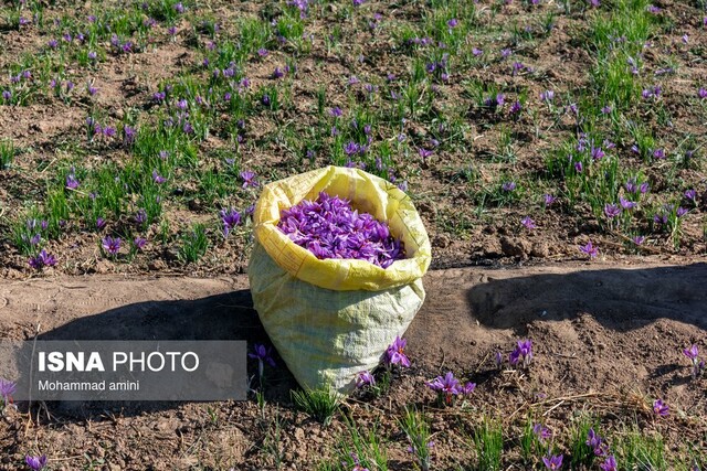 زعفران بناب‌مرند گمنام در ایران/ هزینه‌های بالای تامین نهاده‌ها گریبانگیر زعفرانکاران