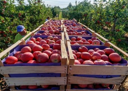 آغاز برداشت متفاوت ترین وخوش عطرترین  سیب آذربایجان شرقی از باغات شهر زنوز