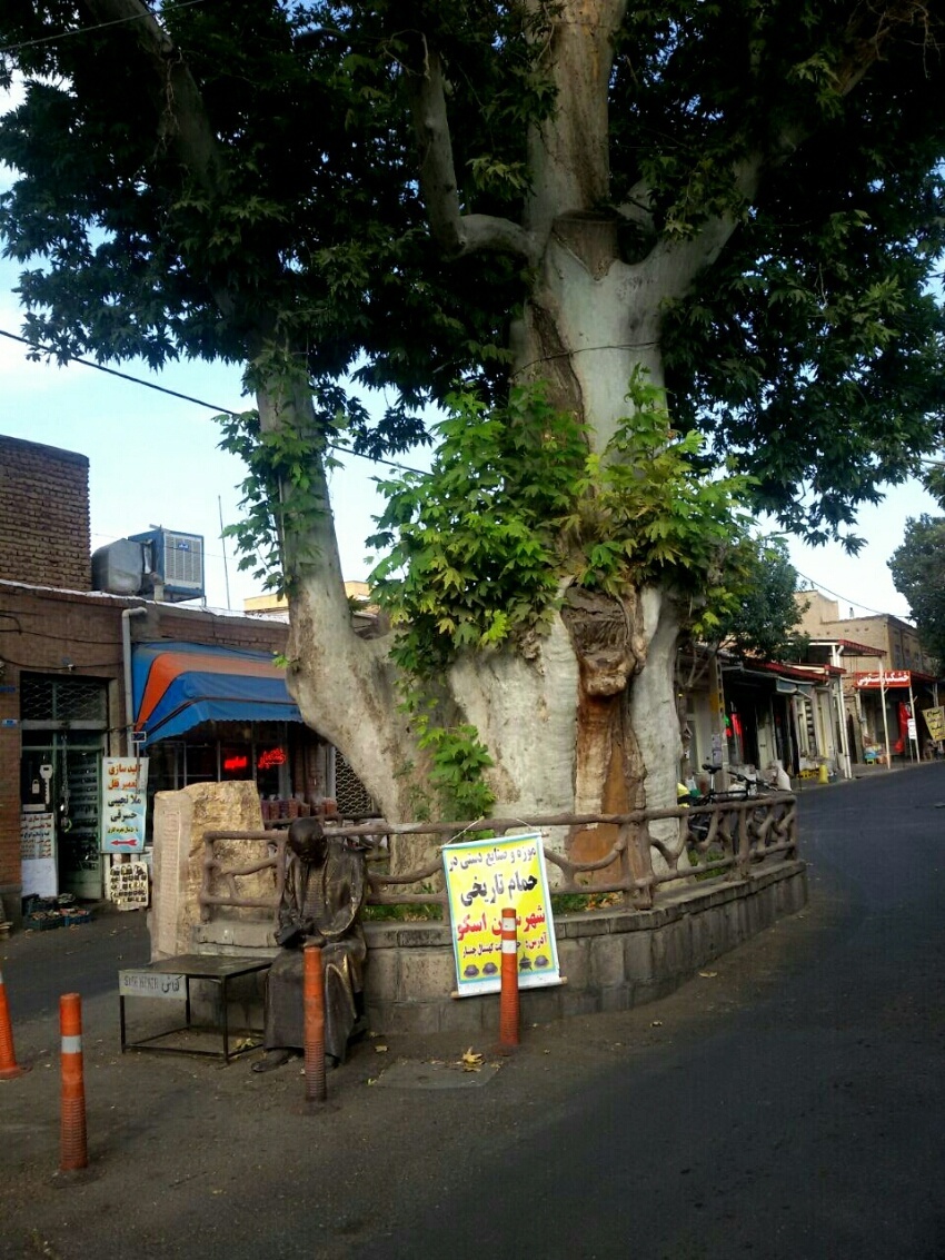 درخت چنار ۱۲۰۰ ساله اسکو