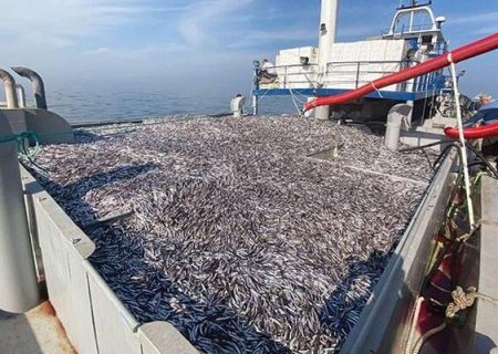 ذخایر ماهی در دریای سیاه کاهش یافته است