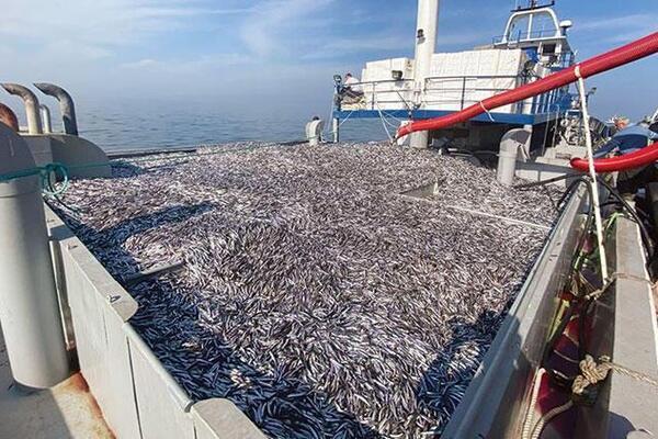 ذخایر ماهی در دریای سیاه کاهش یافته است