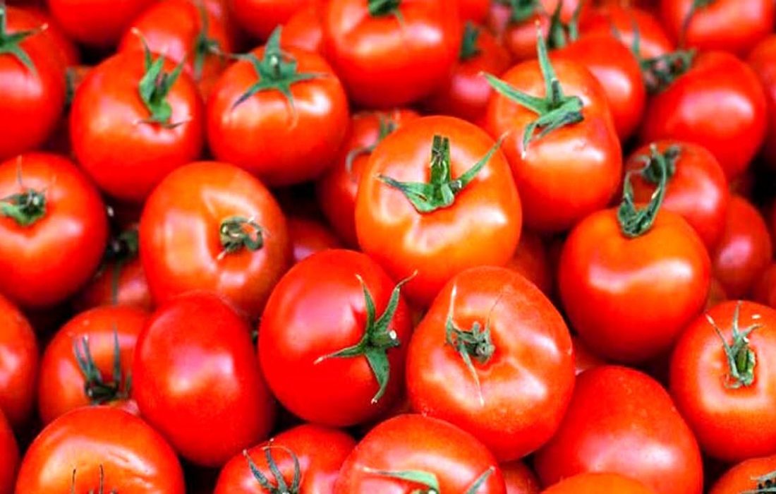 صدور اولین شناسه تولید محصول گوجه فرنگی در استان آذربایجان شرقی