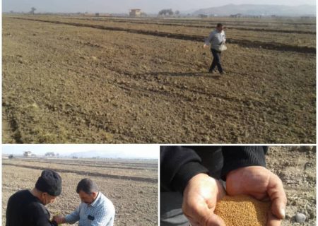 کاشت مزرعه کاملینا برای اولین بار در شهرستان اسکو