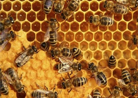 استحصال زهر و ژل رویال زنبورعسل باب تازه‌ای در اقتصاد کشاورزی می‌گشاید