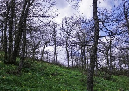 رویشگاه بنه روستای منامین خلخال ثبت ملی شد