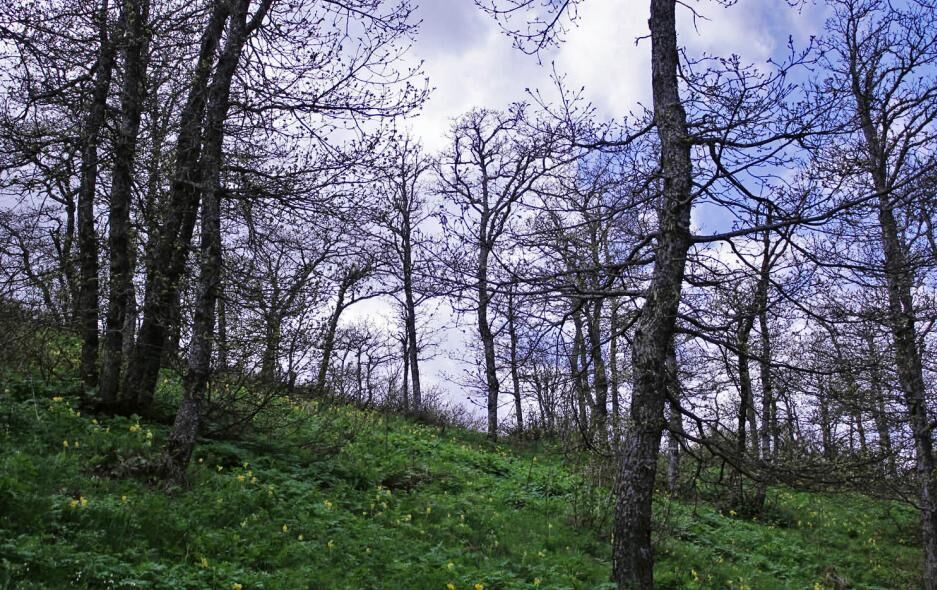 رویشگاه بنه روستای منامین خلخال ثبت ملی شد