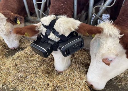 کشاورز ترکیه ای واقعیت مجازی را برای افزایش شیر گاوها امتحان می کند