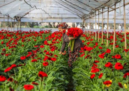 ترکیه قصد دارد صادرات گیاهان زینتی را به ۵۰۰ میلیون دلار برساند