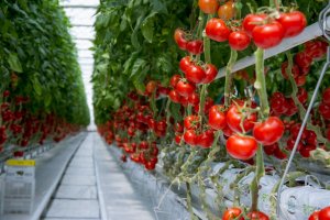 ترکمنستان به جرگه کشورهای برتر منطقه در تولیدات محصولات کشاورزی تبدیل شده است!