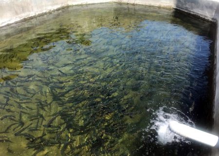 استفاده از آب مغناطیسی برای اولین بار در مزارع پرورش ماهی استان آذربایجان شرقی
