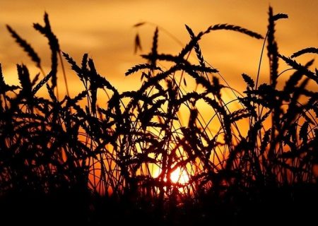 پس از تهاجم گسترده روسیه به اوکراین، قیمت گندم افزایش یافت