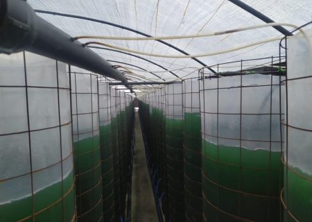 اولین مزرعه پیشرفته تولید جلبک در آذربایجان شرقی به بهره برداری رسید