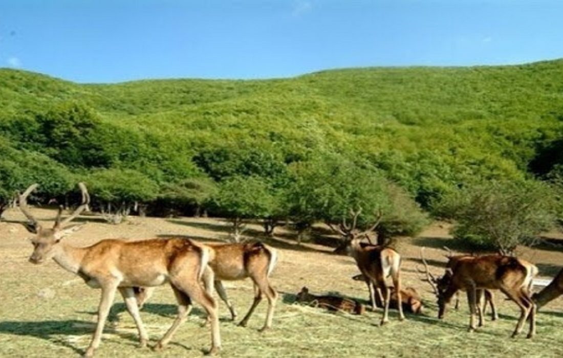 ۳۴۶ گونه جانوری وحشی در آذربایجان شرقی وجود دارد