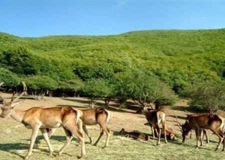 ۳۴۶ گونه جانوری وحشی در آذربایجان شرقی وجود دارد