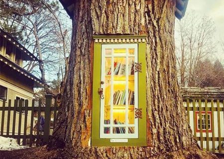 کتابخانه ای در دل درخت صد ساله