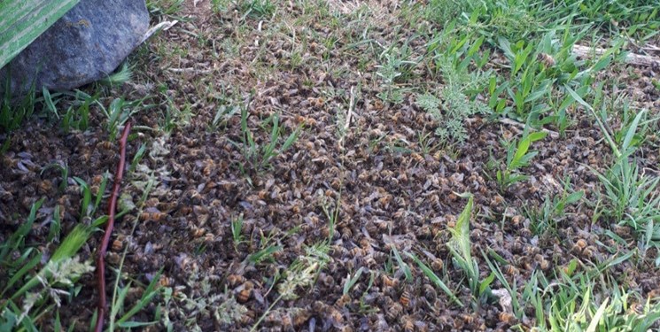 مرگ زنبورها در مراغه قطب تولید عسل در آذربایجان‌شرقی