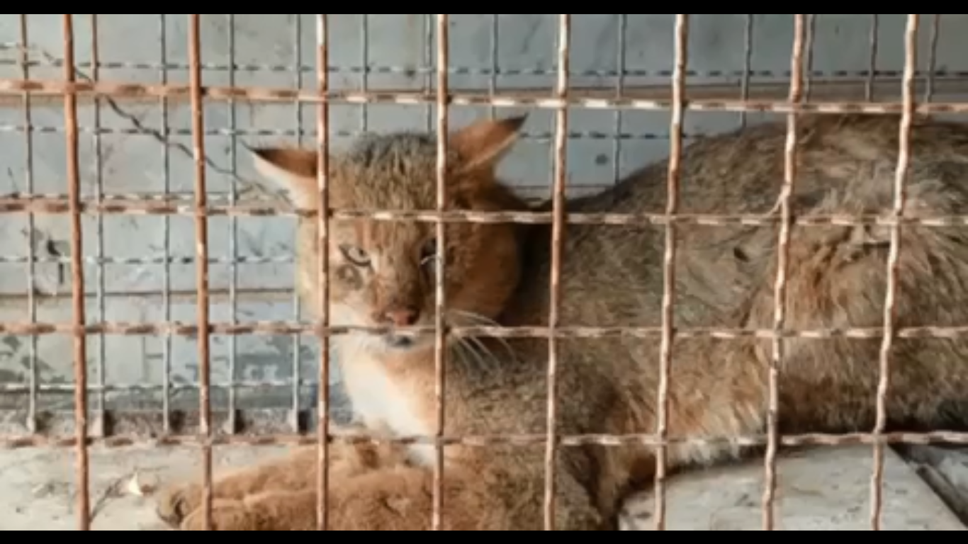 رهاسازی گربه جنگلی در مناطق حفاظت شده شهرستان اهر