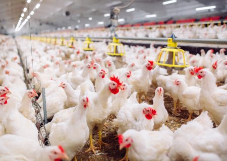 رئیس اتحادیه مرغ گوشتی: با قیمت فعلی، عراق و افغانستان هم دیگر مرغ ایران را نمی‌خرند / افغانستان از آرژانتین و برزیل مرغ می‌خرد و عراق از ترکیه
