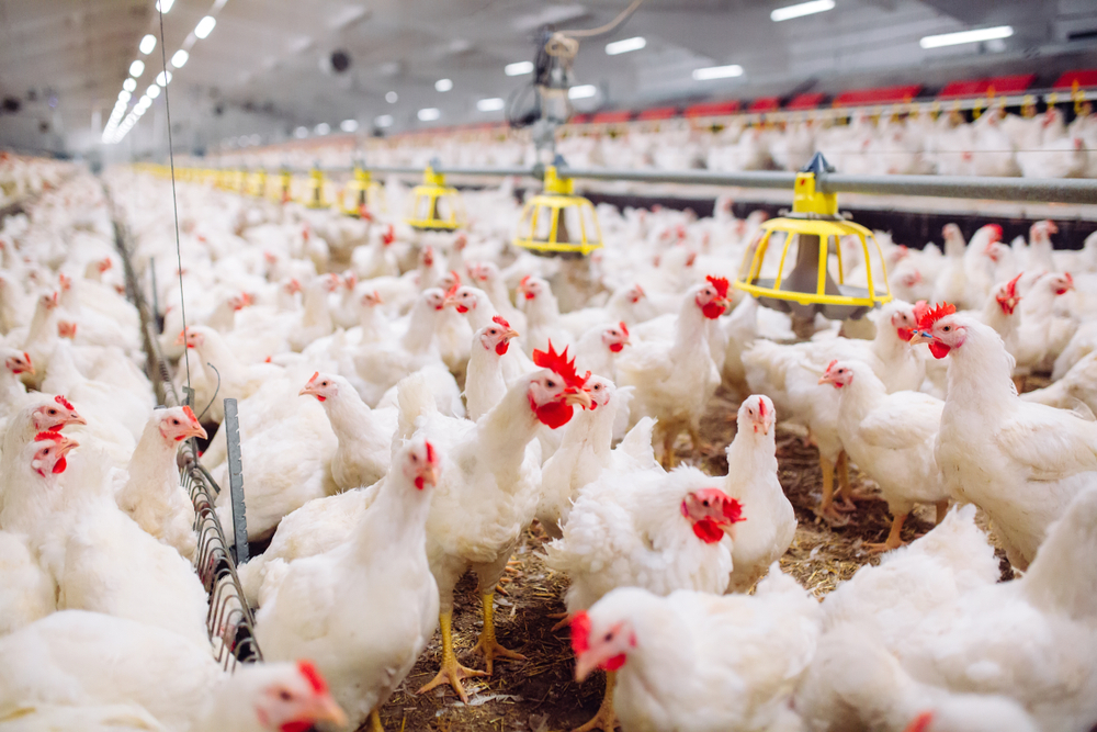 رئیس اتحادیه مرغ گوشتی: با قیمت فعلی، عراق و افغانستان هم دیگر مرغ ایران را نمی‌خرند / افغانستان از آرژانتین و برزیل مرغ می‌خرد و عراق از ترکیه