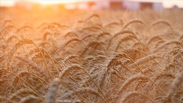 قیمت جهانی گندم پس از ممنوعیت صادرات هند به رکورد جدیدی رسید