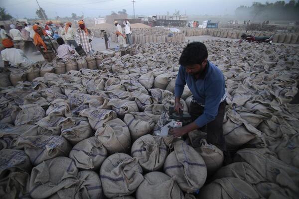موج گرما در هند صادرات گندم را به مخاطره انداخته است