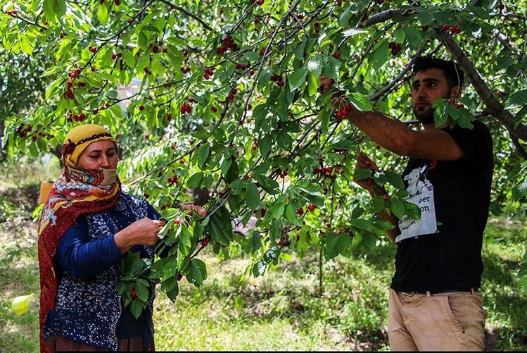 تصویب چهار طرح گردشگری‌ کشاورزی در آذربایجان شرقی