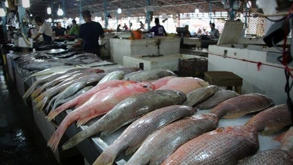 احتمال افزایش قیمت ماهی