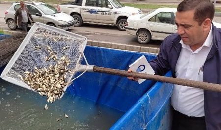 رهاسازی ۳۰ هزار قطعه بچه ماهی در مزارع پرورش ماهی شهرستان مرند استان اذربایجان شرقی