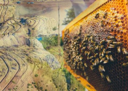 زنبورداری ترکیه سالانه ۳٫۵ میلیارد لیره به اقتصاد کمک می کند