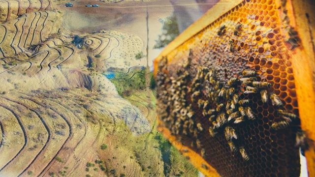 زنبورداری ترکیه سالانه ۳٫۵ میلیارد لیره به اقتصاد کمک می کند