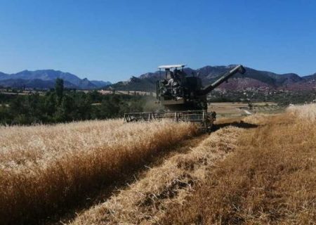 افزایش ۱۸ درصدی تولید گندم در ترکیه