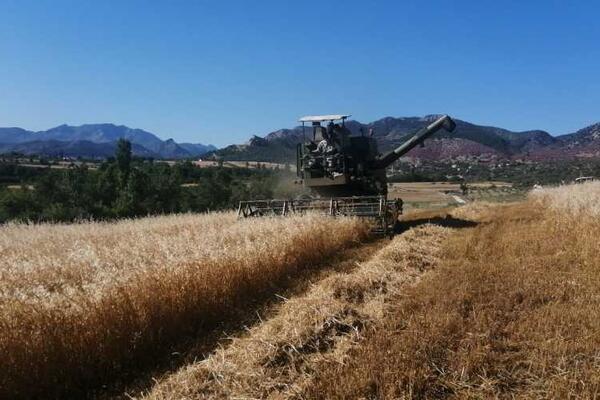 افزایش ۱۸ درصدی تولید گندم در ترکیه